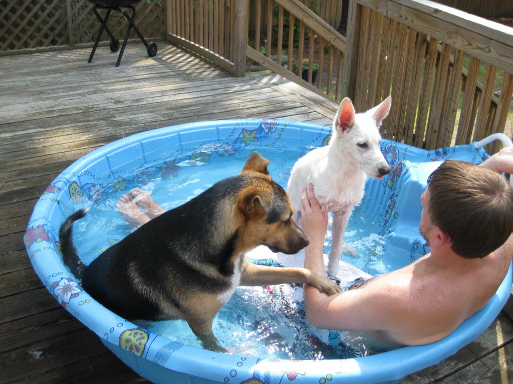 Plastic Dog Pool